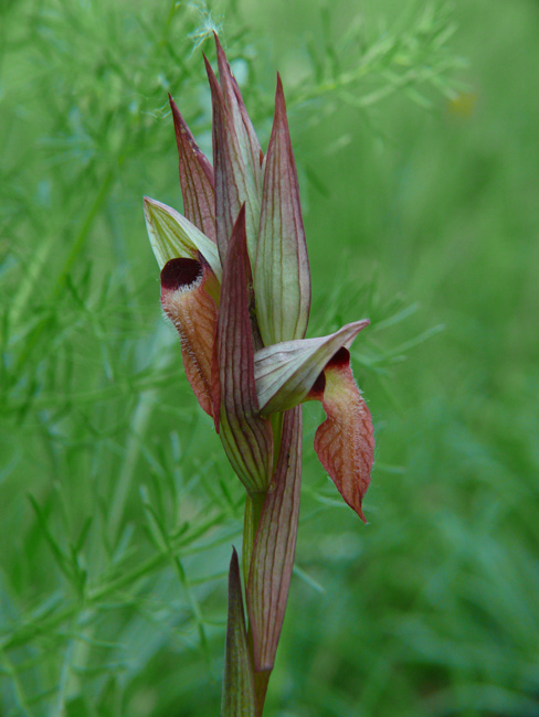 Serapias vomeracea